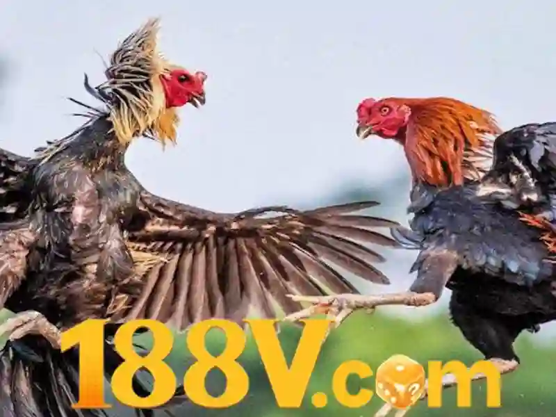 188v con – Khám phá thương hiệu và trải nghiệm người dùng đỉnh cao